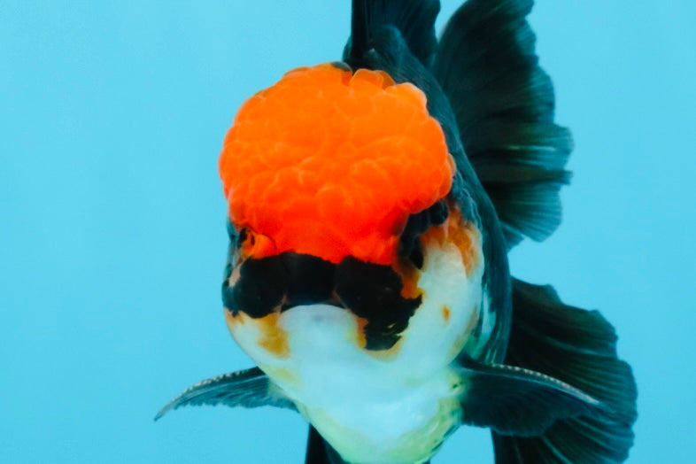 MUSTACHE A Grade Tricolor Oranda Male 5-5.5 inches #032726OR_11
