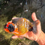 UNIQUE Tricolor Chinese Ranchu Male 6.5  inches #050826RC_12