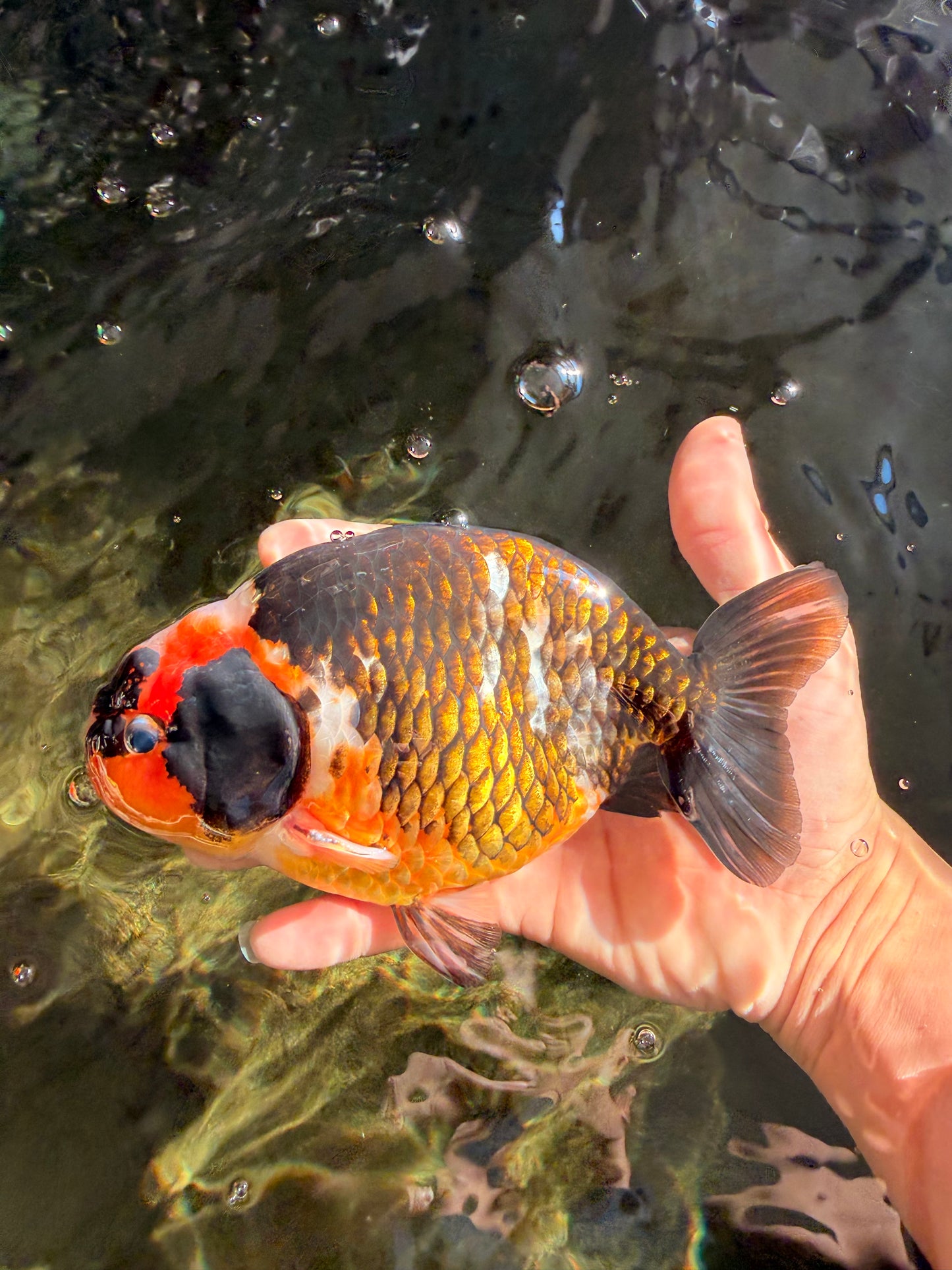 UNIQUE Tricolor Chinese Ranchu Male 6.5  inches #050826RC_12