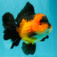 CHUBBY A Grade Apache Oranda Female 6 inches #071726OR_17