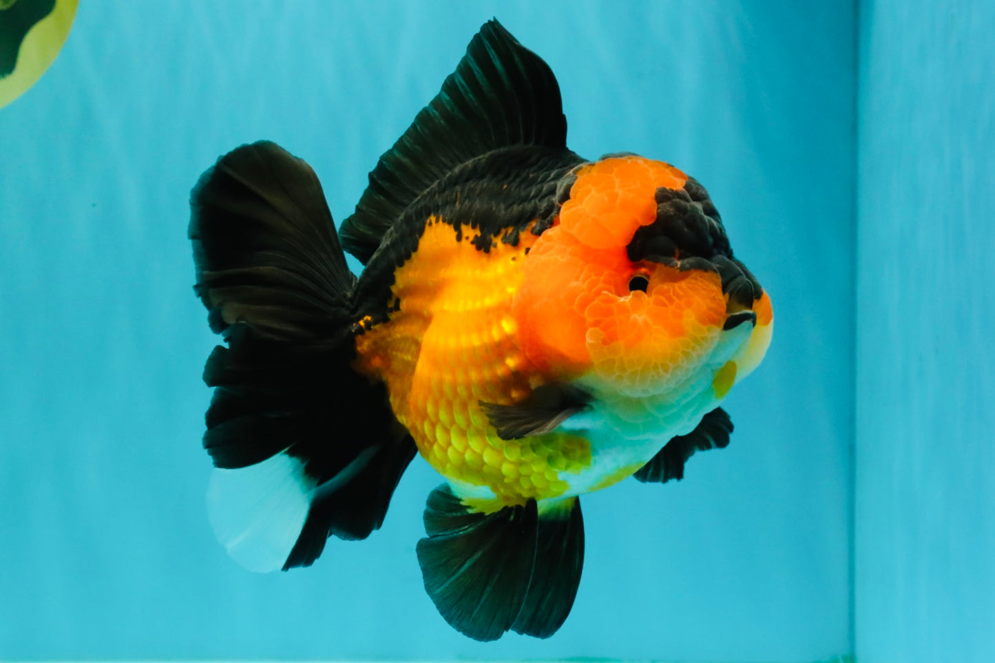CHUBBY A Grade Apache Oranda Female 6 inches #071726OR_17