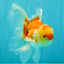 Red White Oranda Male 5.5 inches #081426OR_07