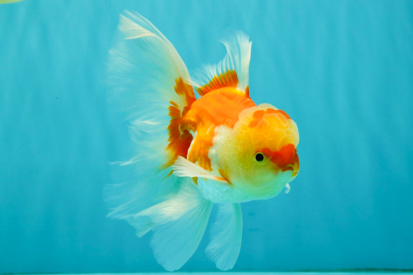 Red White Oranda Male 5.5 inches #081426OR_07