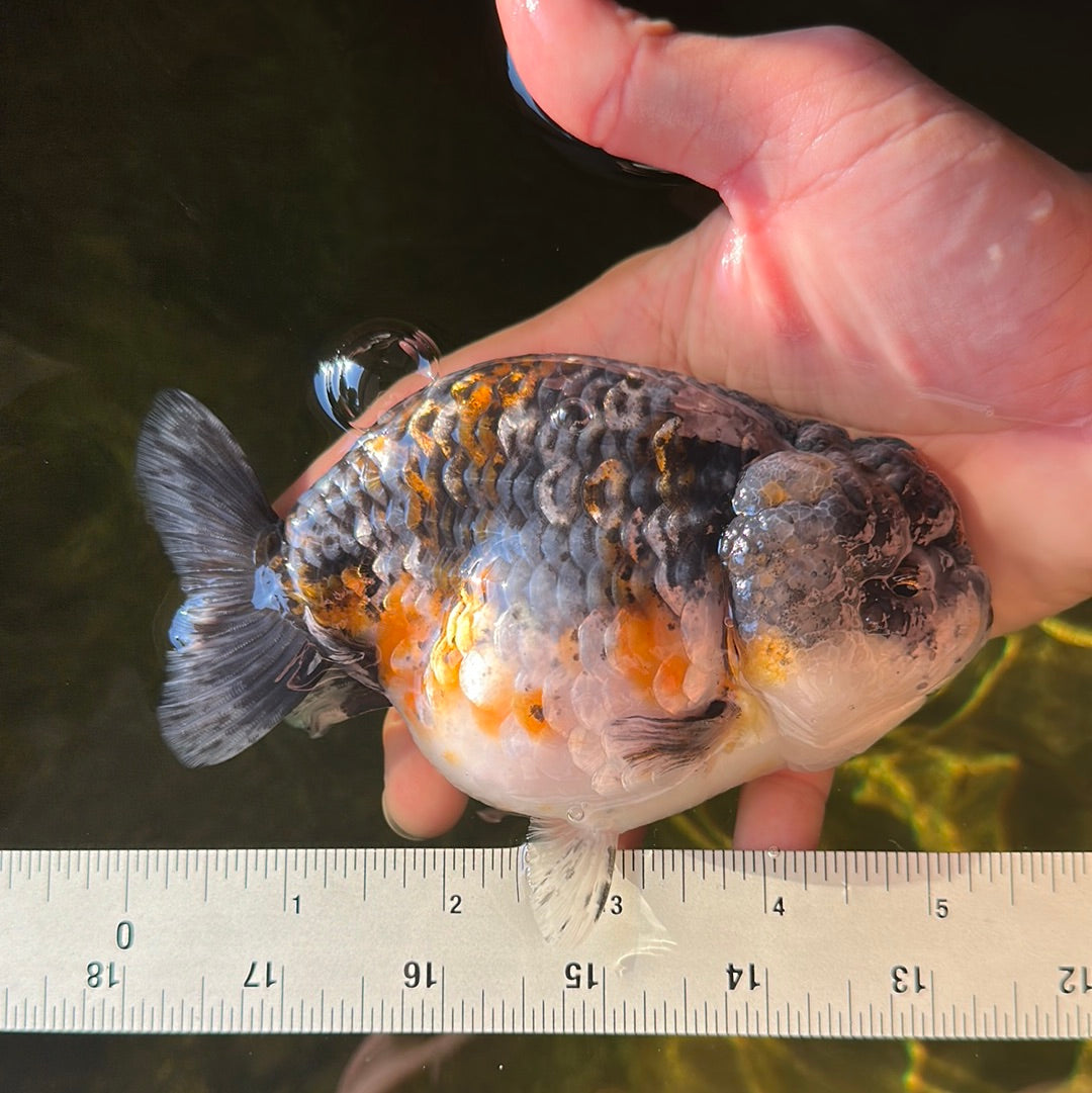 AAA Grade Kirin Ranchu Female 5-5.5 inches #0922RC_01