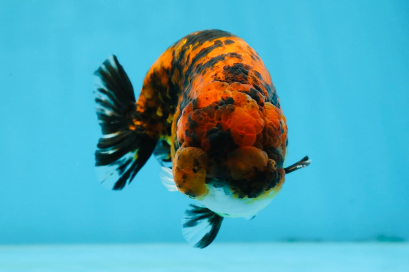 A Grade Tiger LionKing 4.5-5 inches #071125LC_03