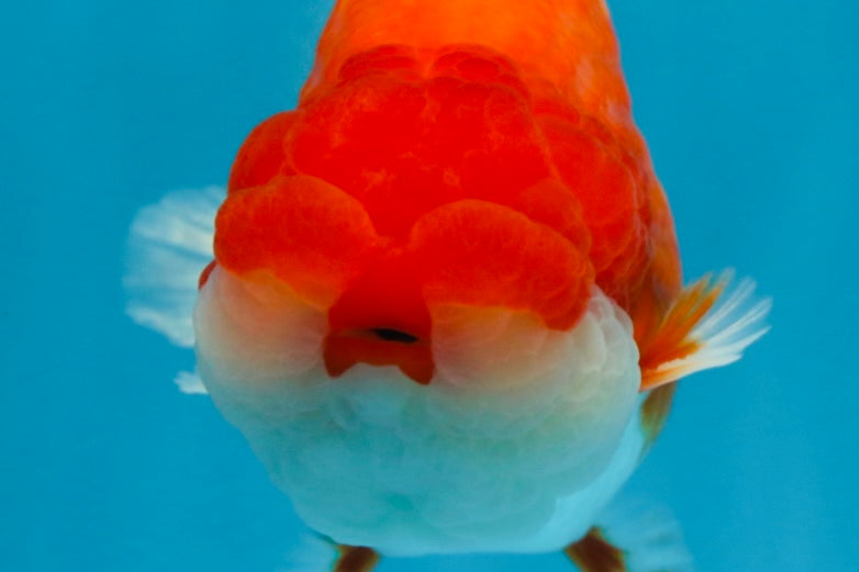 A Grade Red White LionKing 4.5 inches #070425LC_08