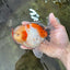 AAA BULL DOG Grade Godzilla Calico Sakura Button Eyes Oranda Male 5.5 inches #051625OR_19