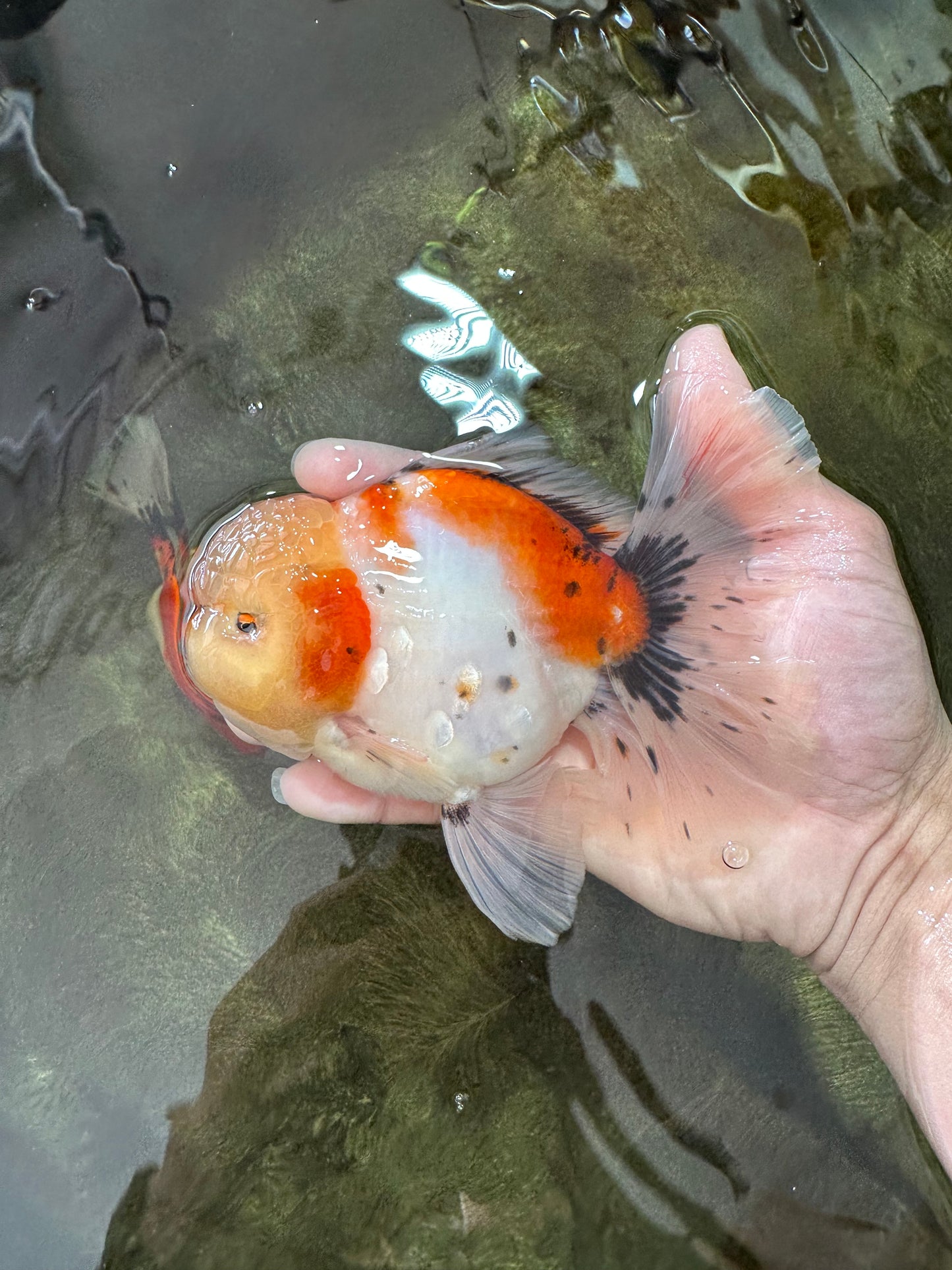 AAA BULL DOG Grade Godzilla Calico Sakura Button Eyes Oranda Male 5.5 inches #051625OR_19