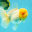 AAA Grade White Oranda Female 7-7.5 inches #032026OR_03
