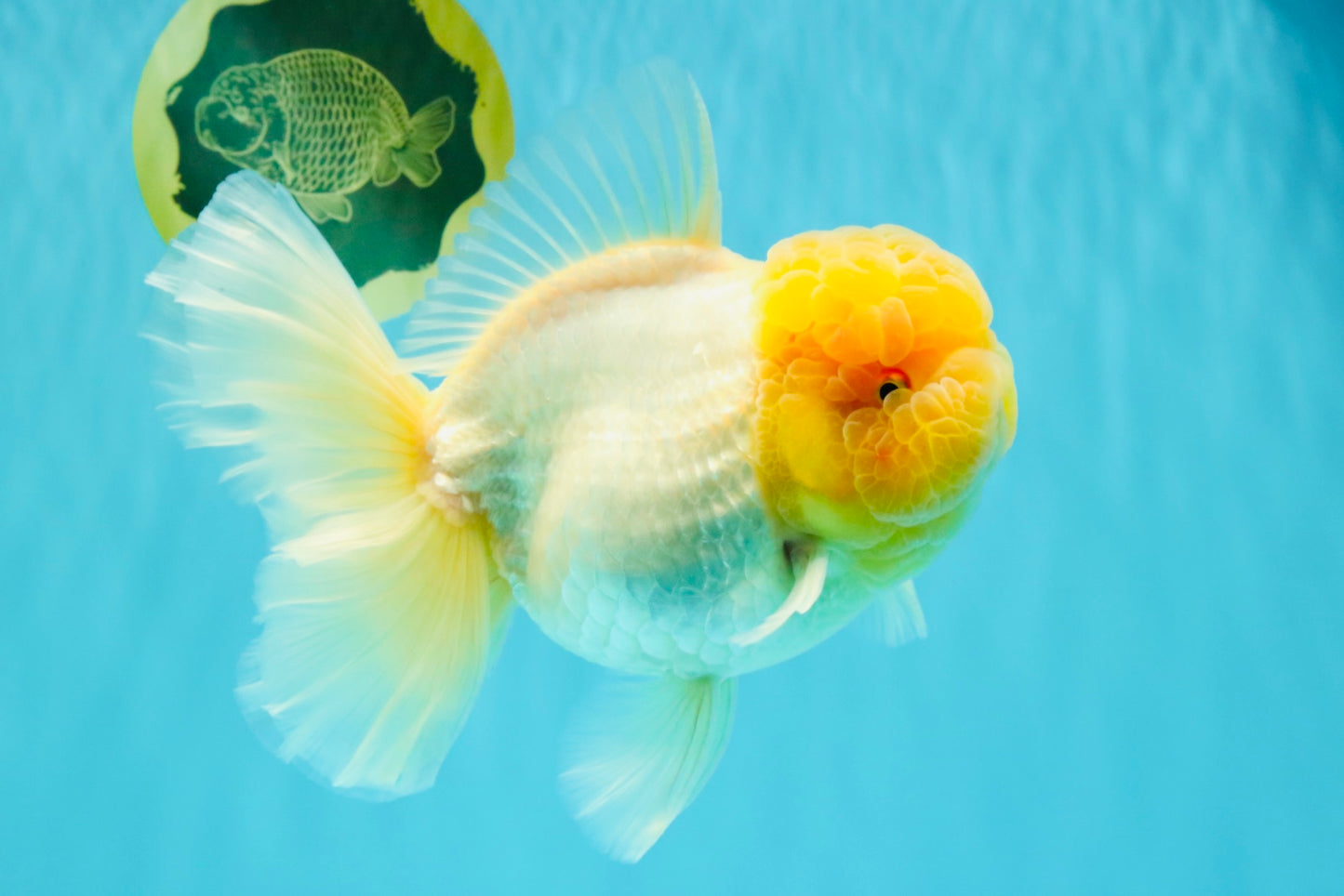 AAA Grade White Oranda Female 7-7.5 inches #032026OR_03