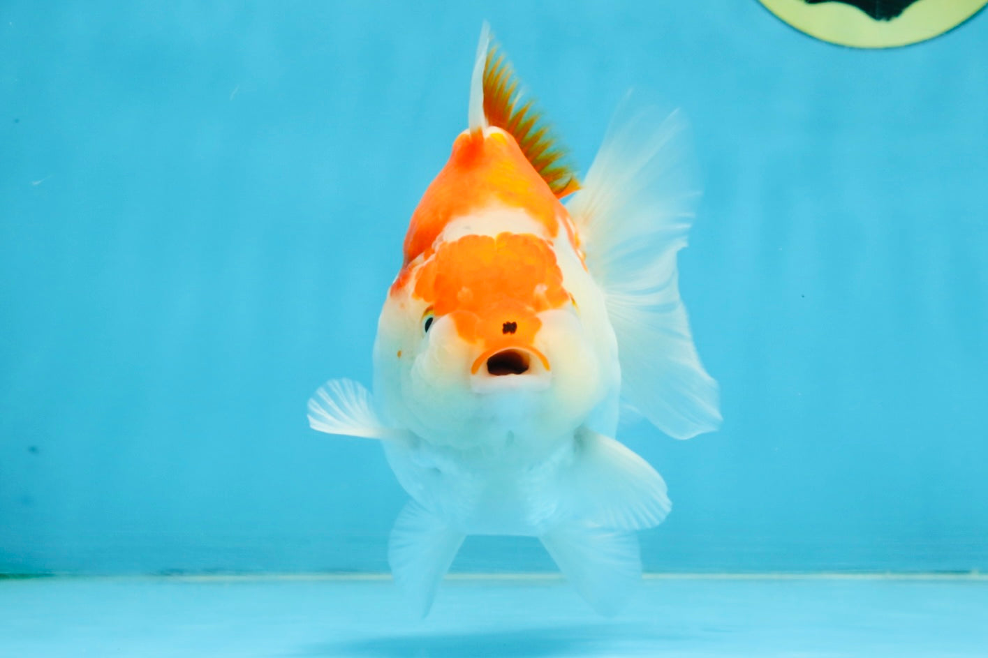 BIG WEN A Grade Red White Yuanbao Female 5 inches #112825YB_16