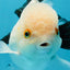 Panda Oranda Female 5 inches #120624OR_12