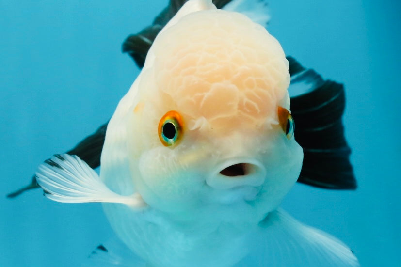 Panda Oranda Female 5 inches #120624OR_12