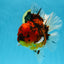 AAA Grade Young Godzilla Tiger Oranda Male 6 inches #080125OR_11