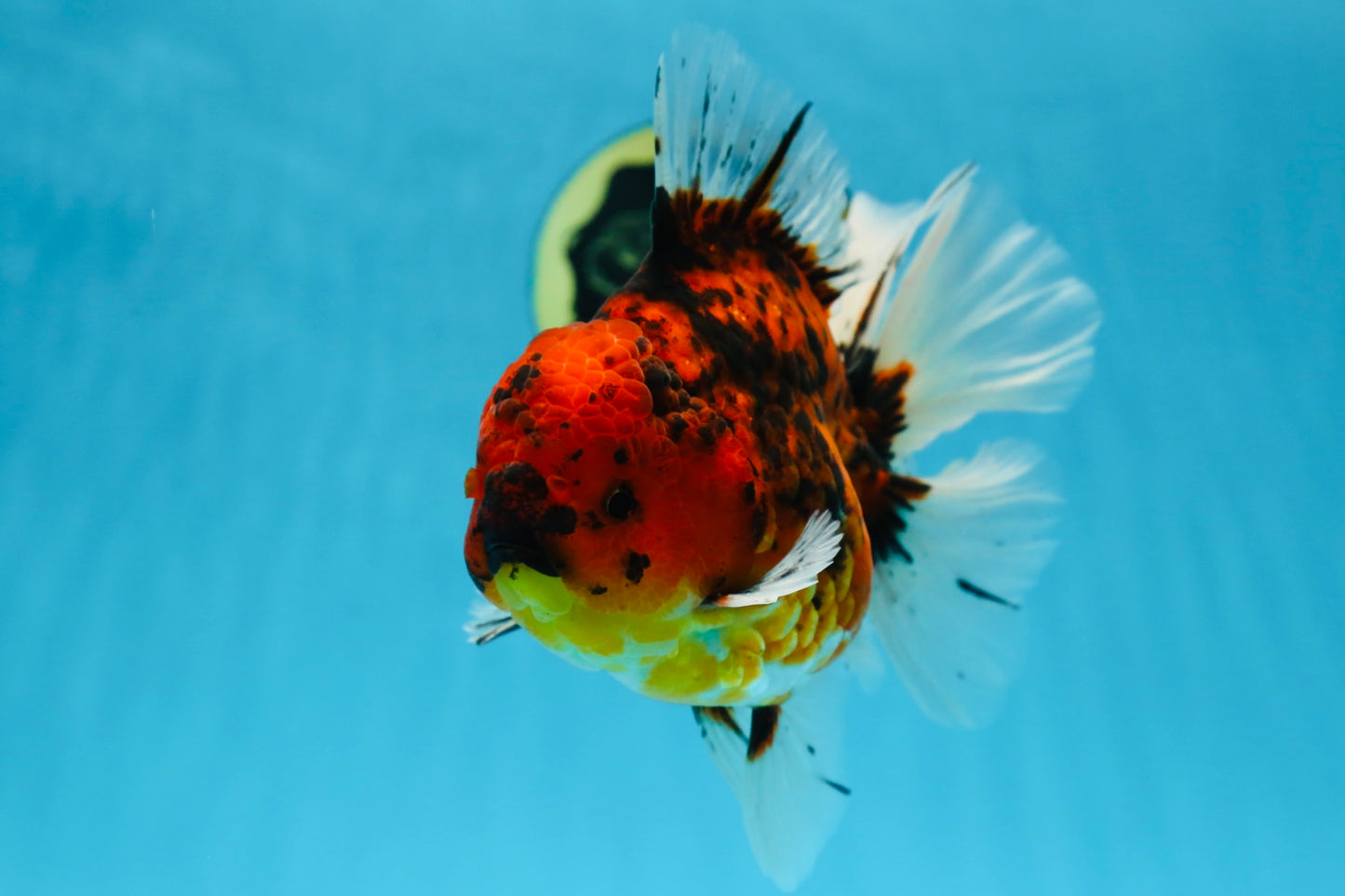 AAA Grade Young Godzilla Tiger Oranda Male 6 inches #080125OR_11