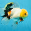 A Grade FLUFFY TAIL Tricolor Oranda Male 5.5 inches #082925OR_08