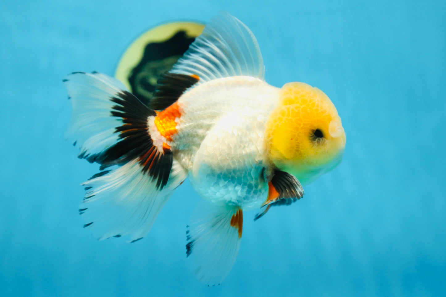 A Grade FLUFFY TAIL Tricolor Oranda Male 5.5 inches #082925OR_08