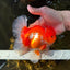 TOMATO AAA Grade Red White Oranda Male 5.5-6 inches #082225OR_11