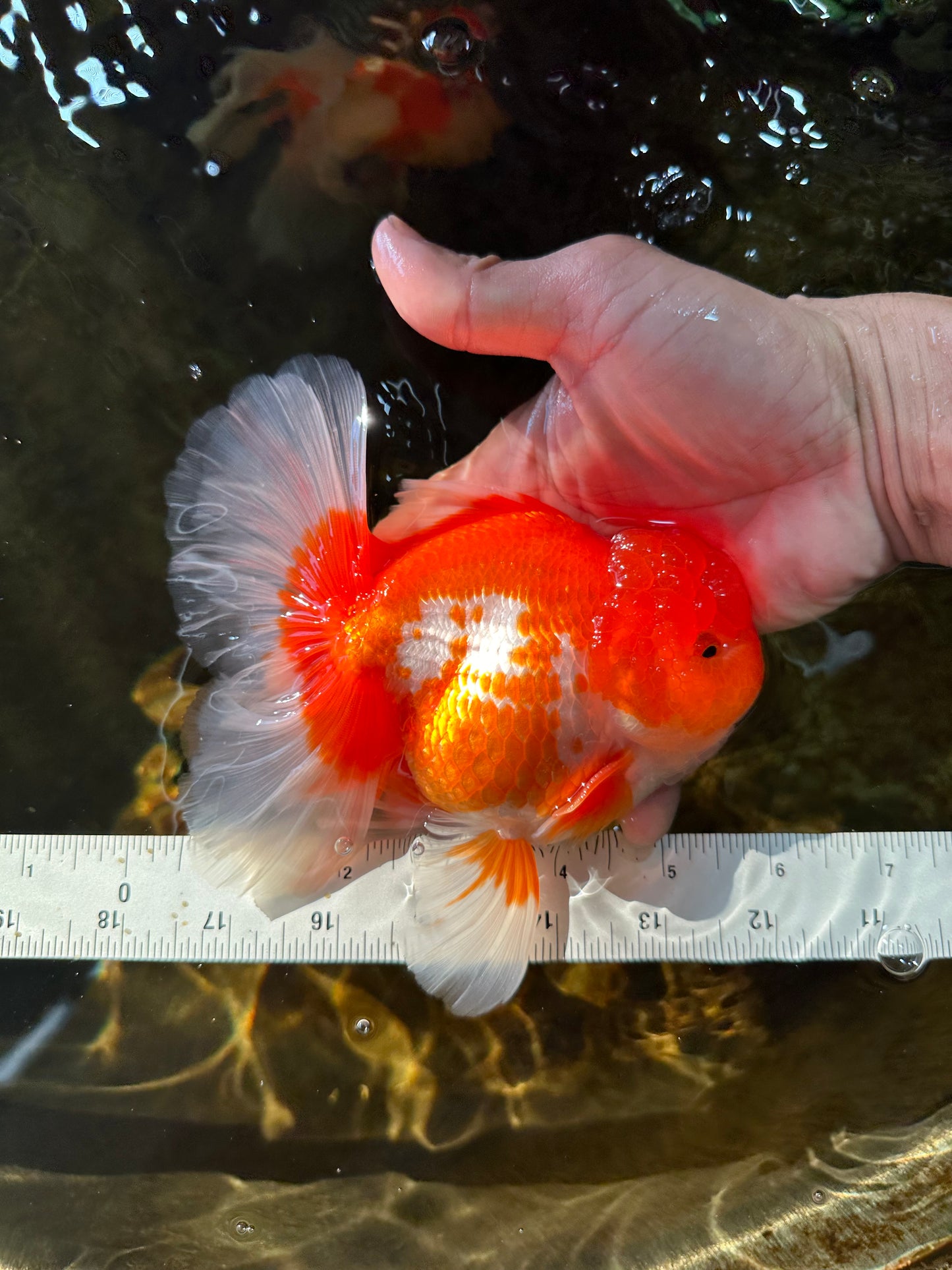 TOMATO AAA Grade Red White Oranda Male 5.5-6 inches #082225OR_11