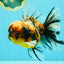 A Grade Calico Tiger Oranda Male 6.5-7 inches #080726OR_17