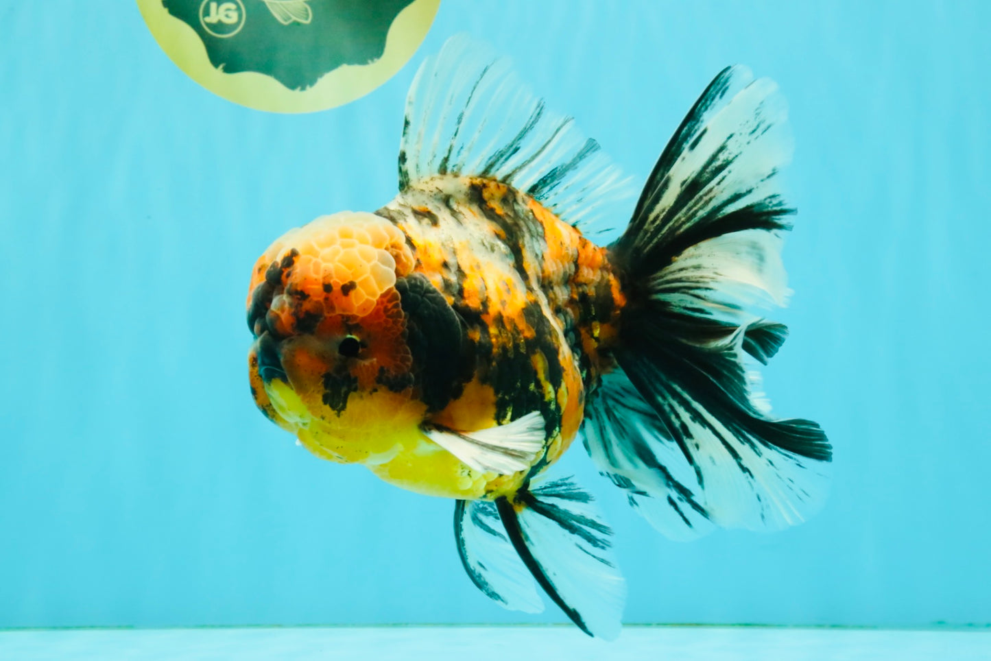 A Grade Calico Tiger Oranda Male 6.5-7 inches #080726OR_17