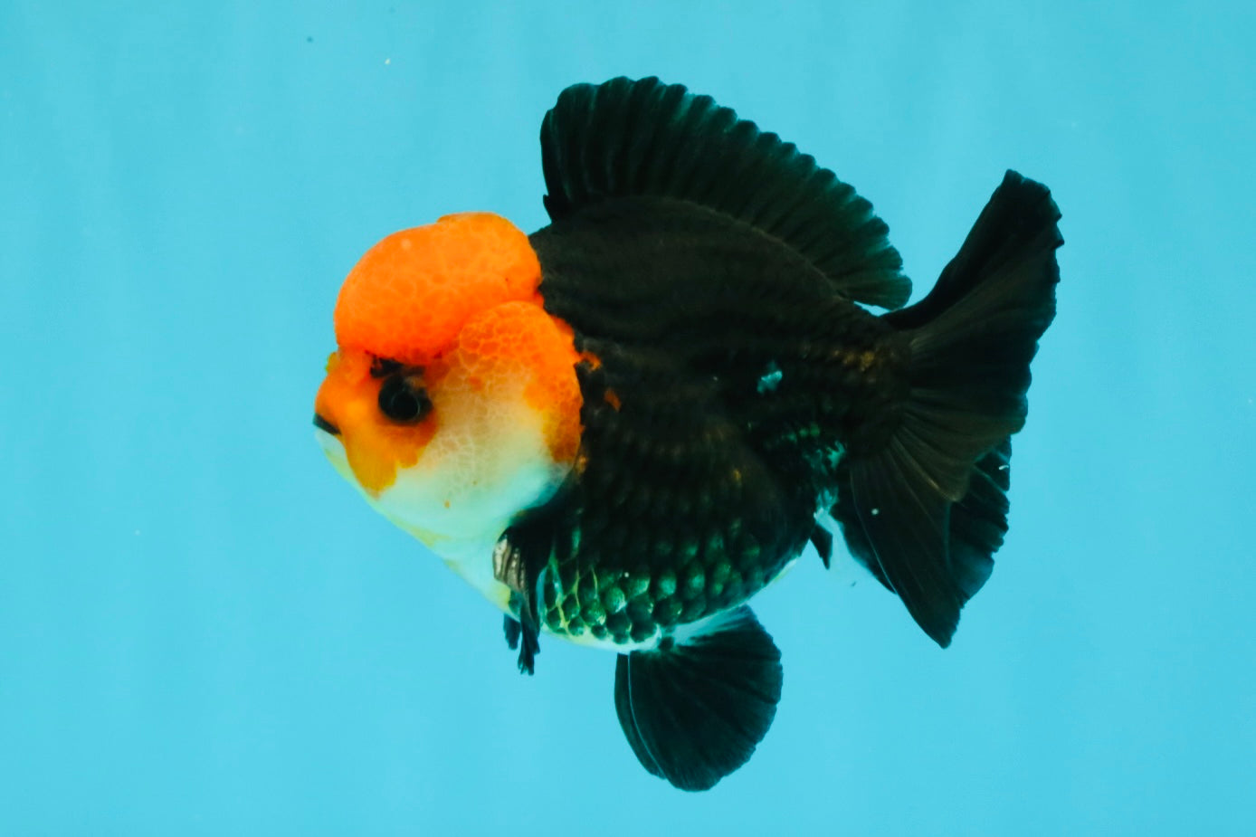 A Grade Red Head Button Eyes Tricolor Yuanbao Male 4-4.5 inches #031326YB_16