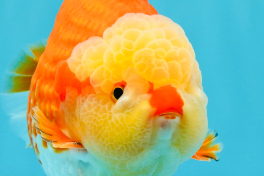 SUPER CUTE AAA Grade Godzilla Red White Yuanbao Male 6 inches #022726YB_02