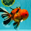 CHUNKY AAA Grade Tiger Oranda Male 6.5 inches #071726OR_27