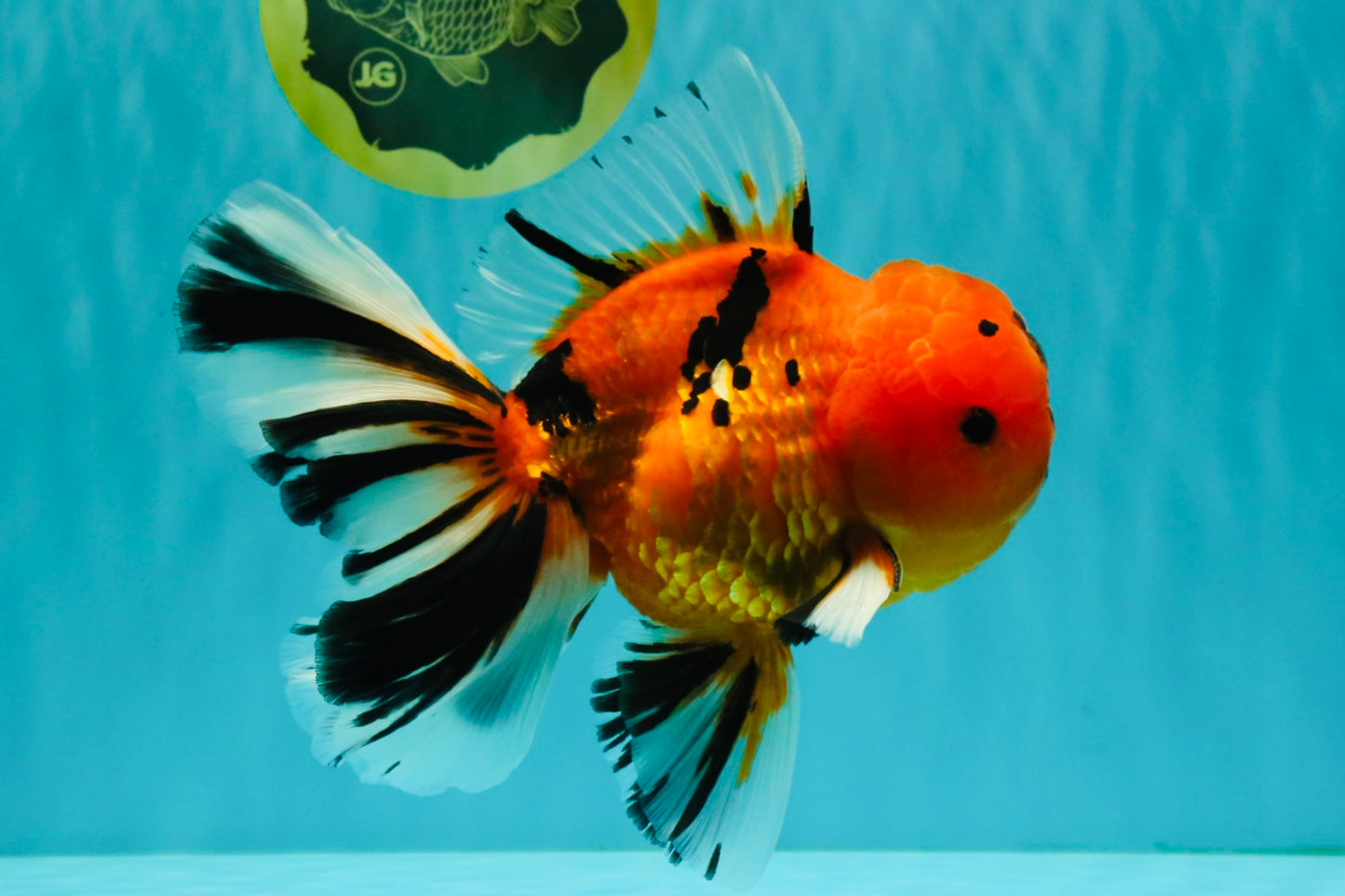 CHUNKY AAA Grade Tiger Oranda Male 6.5 inches #071726OR_27