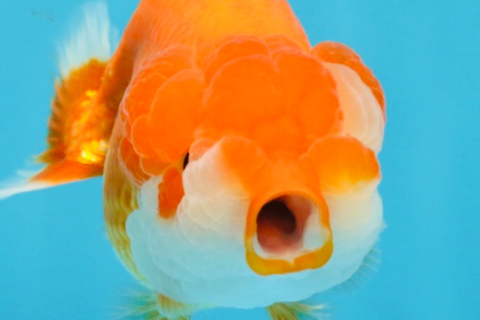 A Grade Red White LionQueen 4 inches #103125LC_18