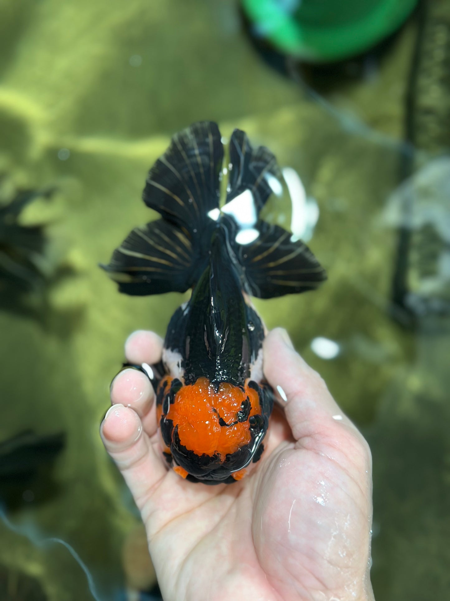 A Grade Tricolor Oranda Female 5-5.5 inches #120624OR_13