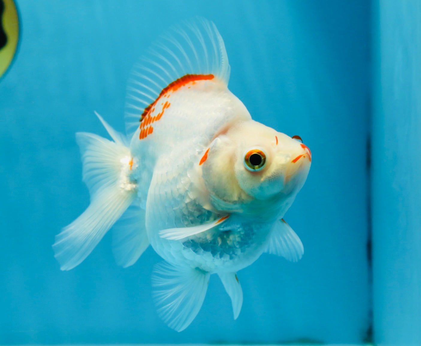 A Grade Kohaku Ryukin Red White Female 4.5-5 inches #070425RK_01