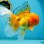 AAA Grade Orange Oranda Male 6.5 inches #062725OR_16