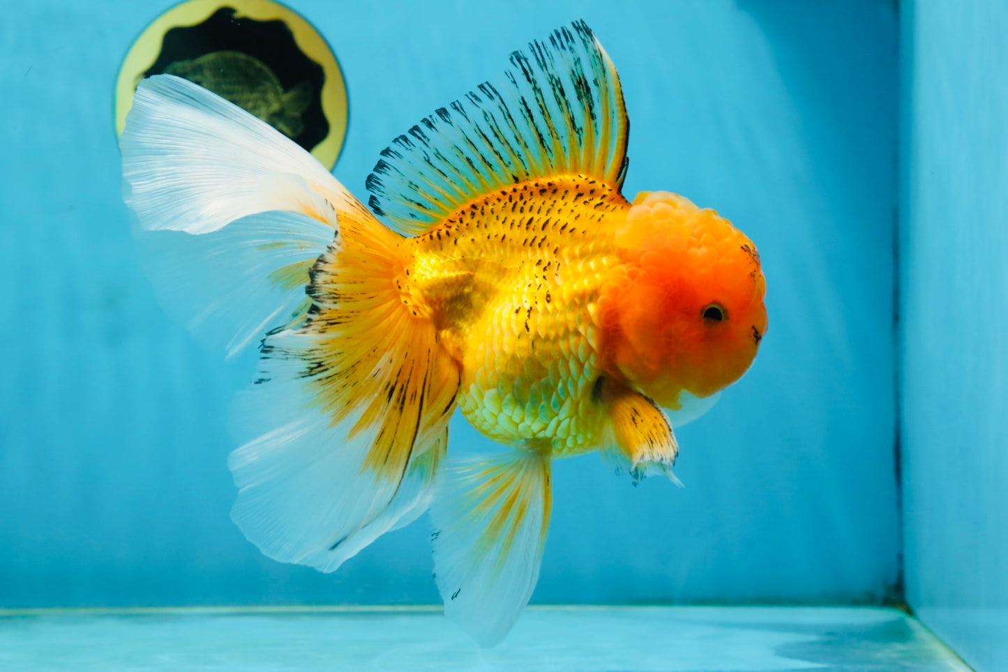 AAA Grade Orange Oranda Male 6.5 inches #062725OR_16