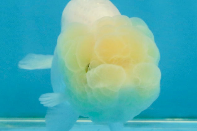 FLUFFY SNOW White LionChu Female 3.5 inches #120525LC_17