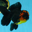 A Grade Apache Lava Head Oranda Male 5-5.5 inches #081525OR_25