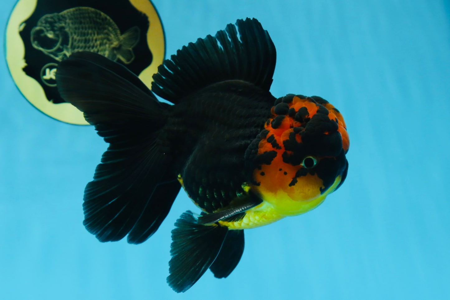 A Grade Apache Lava Head Oranda Male 5-5.5 inches #081525OR_25