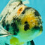 AAA Grade Long Tail White Marble Oranda Male 6.5-7 inches #062626OR_29