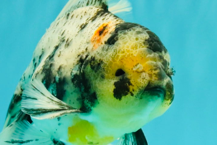 AAA Grade Long Tail White Marble Oranda Male 6.5-7 inches #062626OR_29