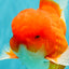 CHONKY AAA Grade Red White Oranda Male 4.5-5 inches #062626OR_37