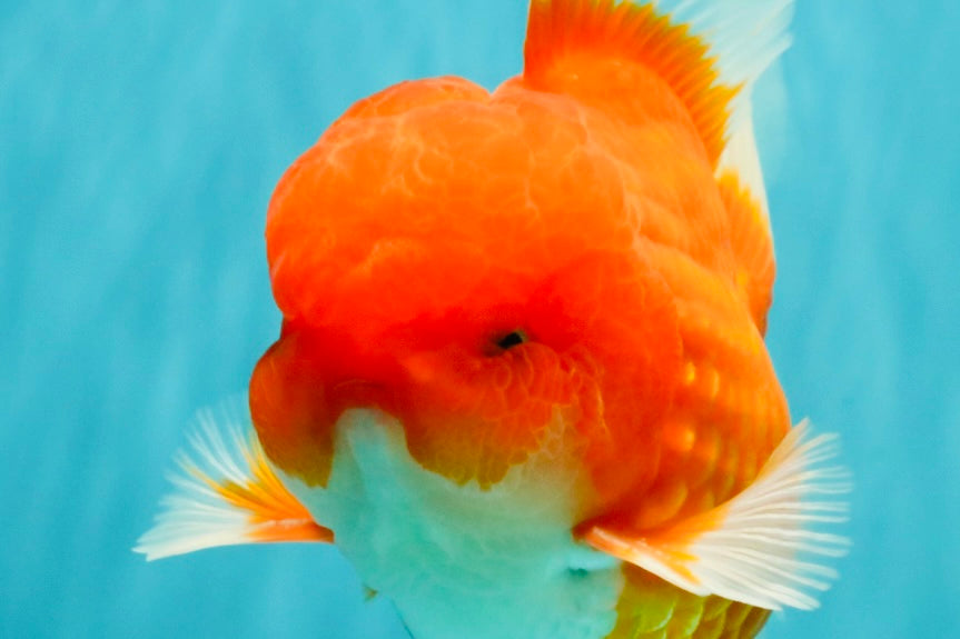 CHONKY AAA Grade Red White Oranda Male 4.5-5 inches #062626OR_37