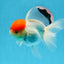 A Grade Red Cap Oranda Female 4.5 inches #0830OR_10