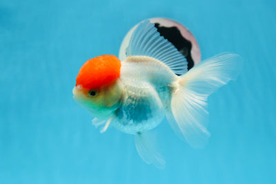 Oranda hembra de gorra roja de grado A, 4,5 pulgadas, n.º 0830OR_10