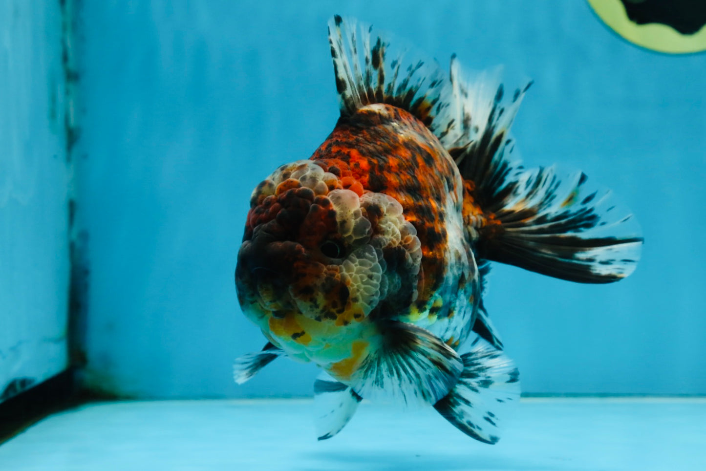 A Grade FLUFFY Calico Yuanbao Male 5.5 inches #091925YB_15