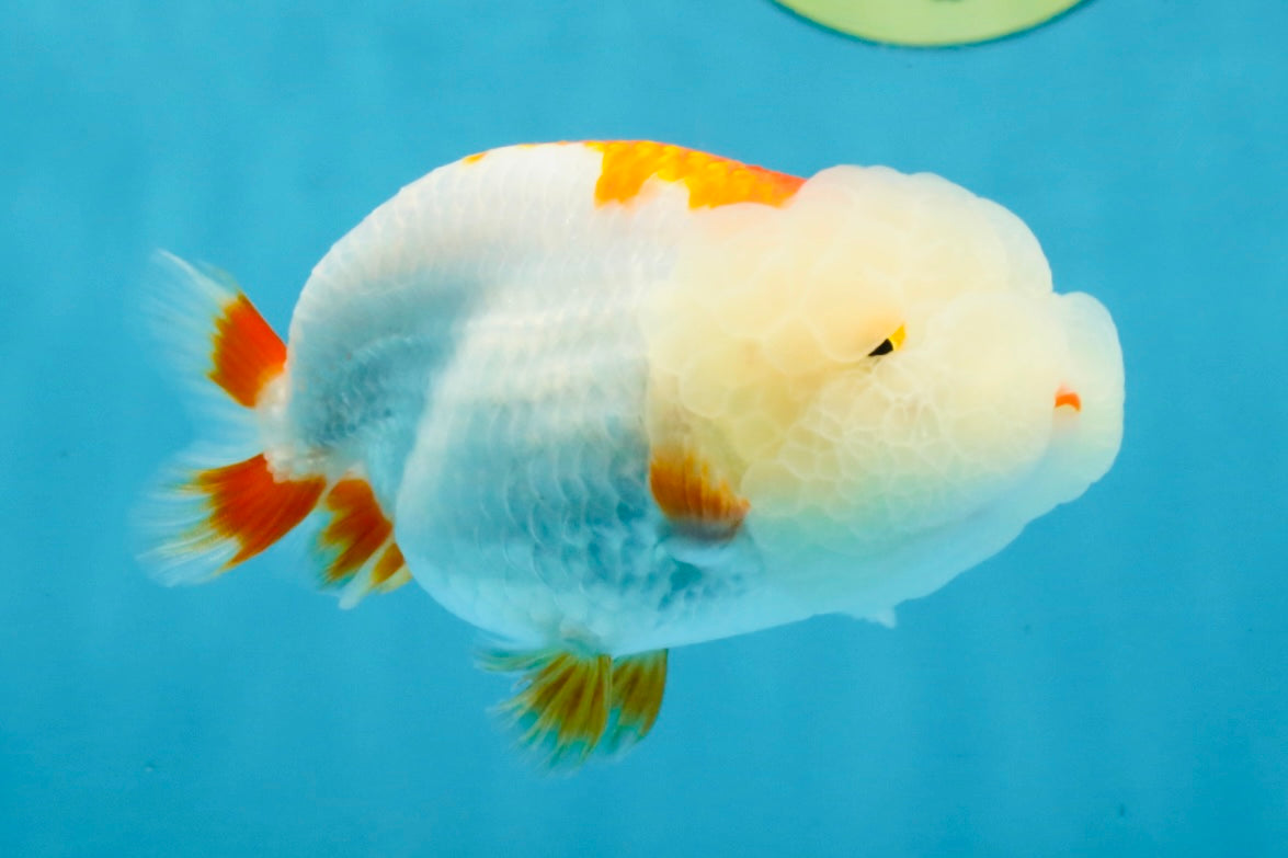 FLUFFY A Grade Red White LionQueen 4 inches #121225LC_07