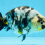 UNIQUE Ink Ranchu Female 5 inches #101725RC_15