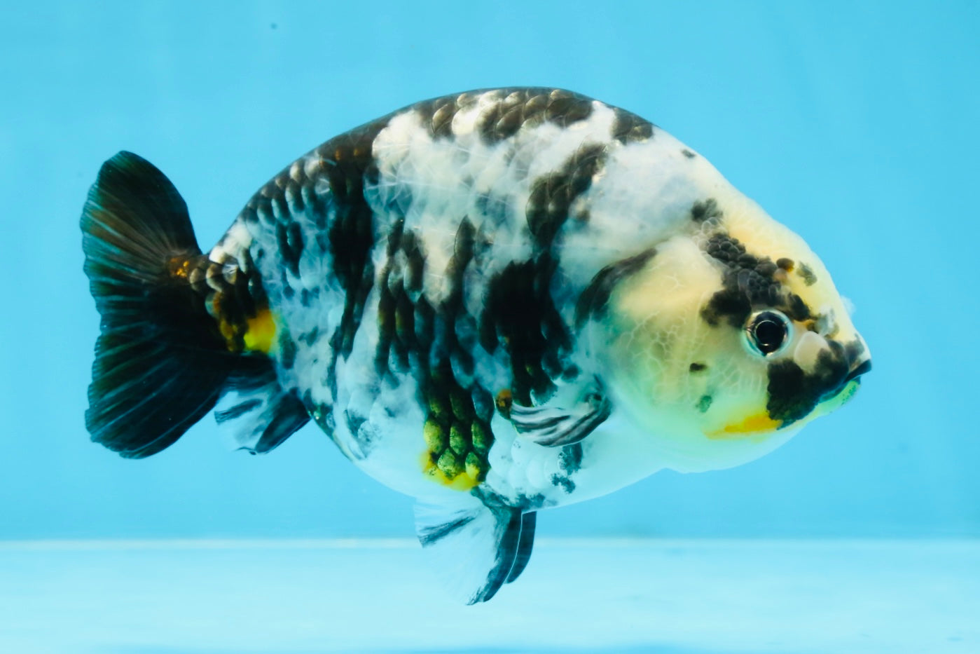 UNIQUE Ink Ranchu Female 5 inches #101725RC_15