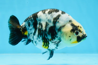 UNIQUE Ink Ranchu Female 5 inches #101725RC_15