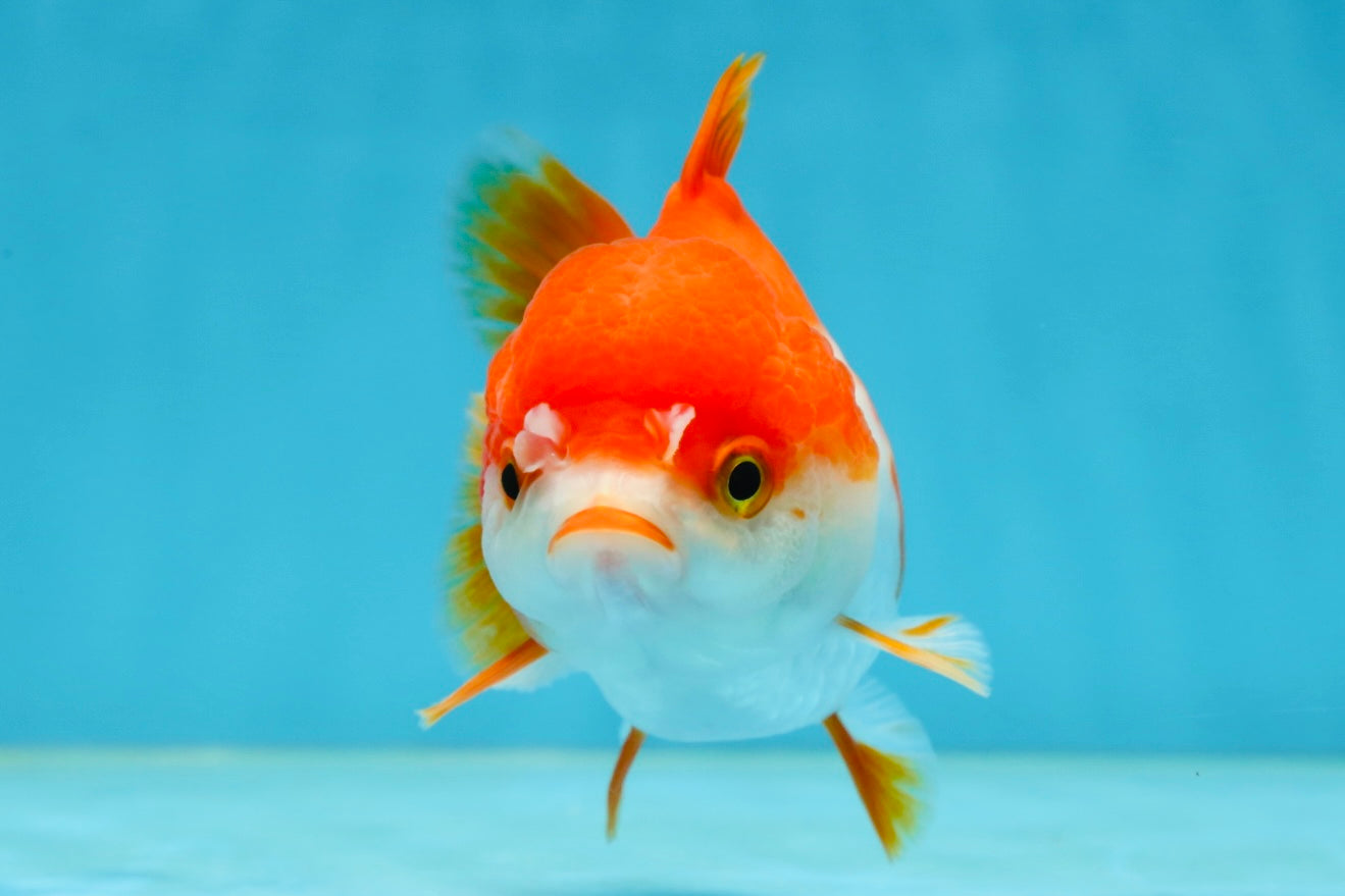 Red White Yuanbao Female 4-4.5 inches #062725YB_12