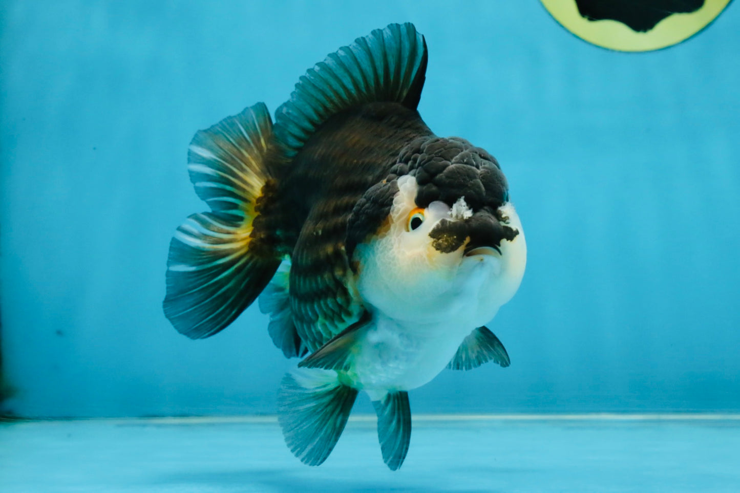 CHUBBY A Grade Tricolor Yuanbao Male 5-5.5 inches #121925YB_10